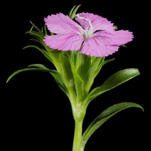 حسین یزدانی دوباره شب شد و حالم خرابه بدون تو شب و روزم عذابه